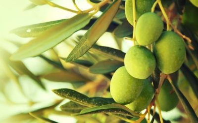 Olive Leaf Extract: Benefits & Uses